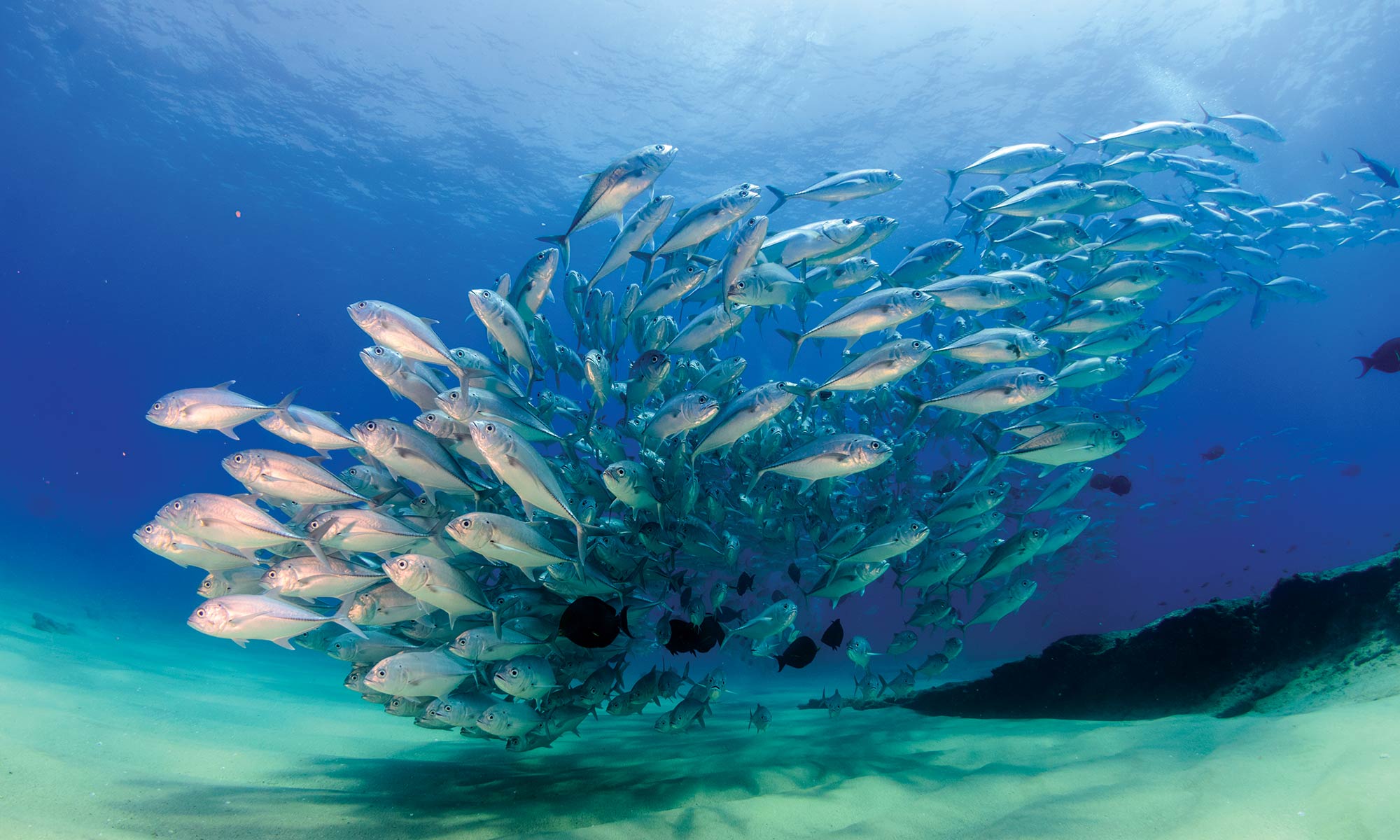Jacques Cousteau