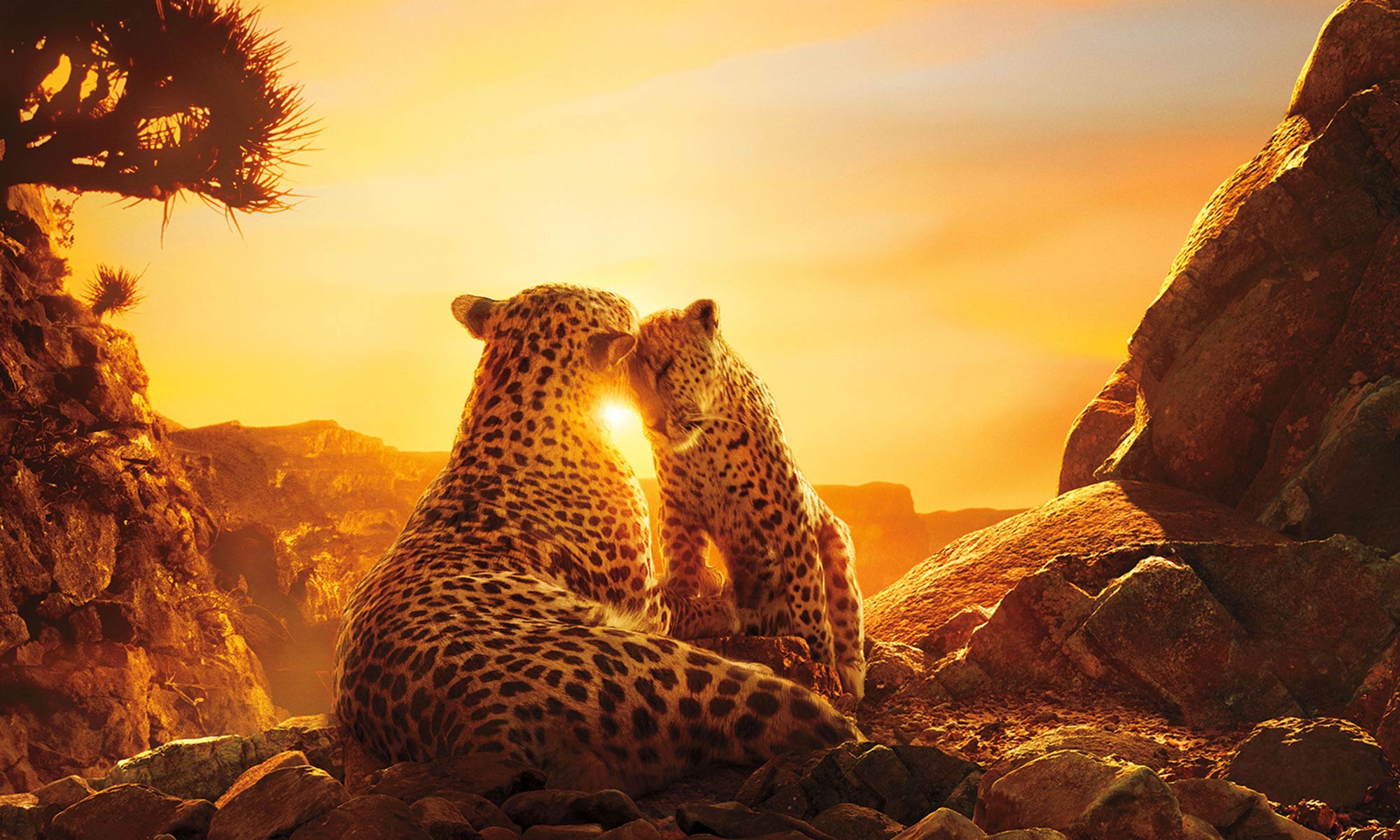 Nature Documentaries