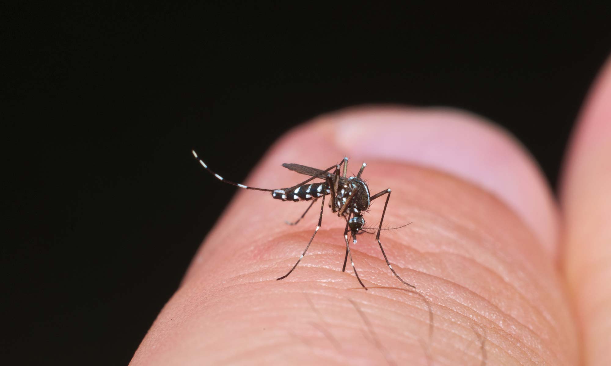 Tiger Mosquito