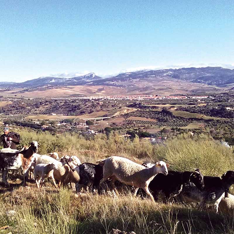 Andalusian countryside