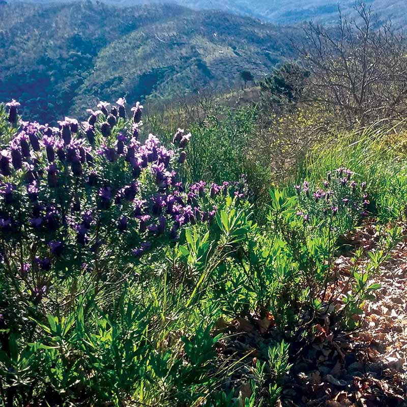 Andalusian wild herbs