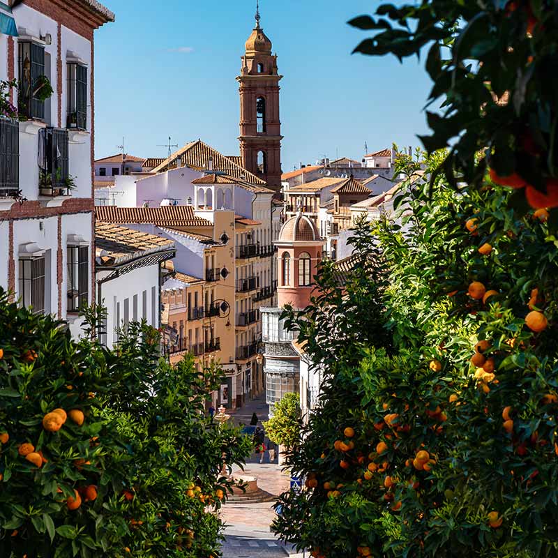 Andalusian oranges