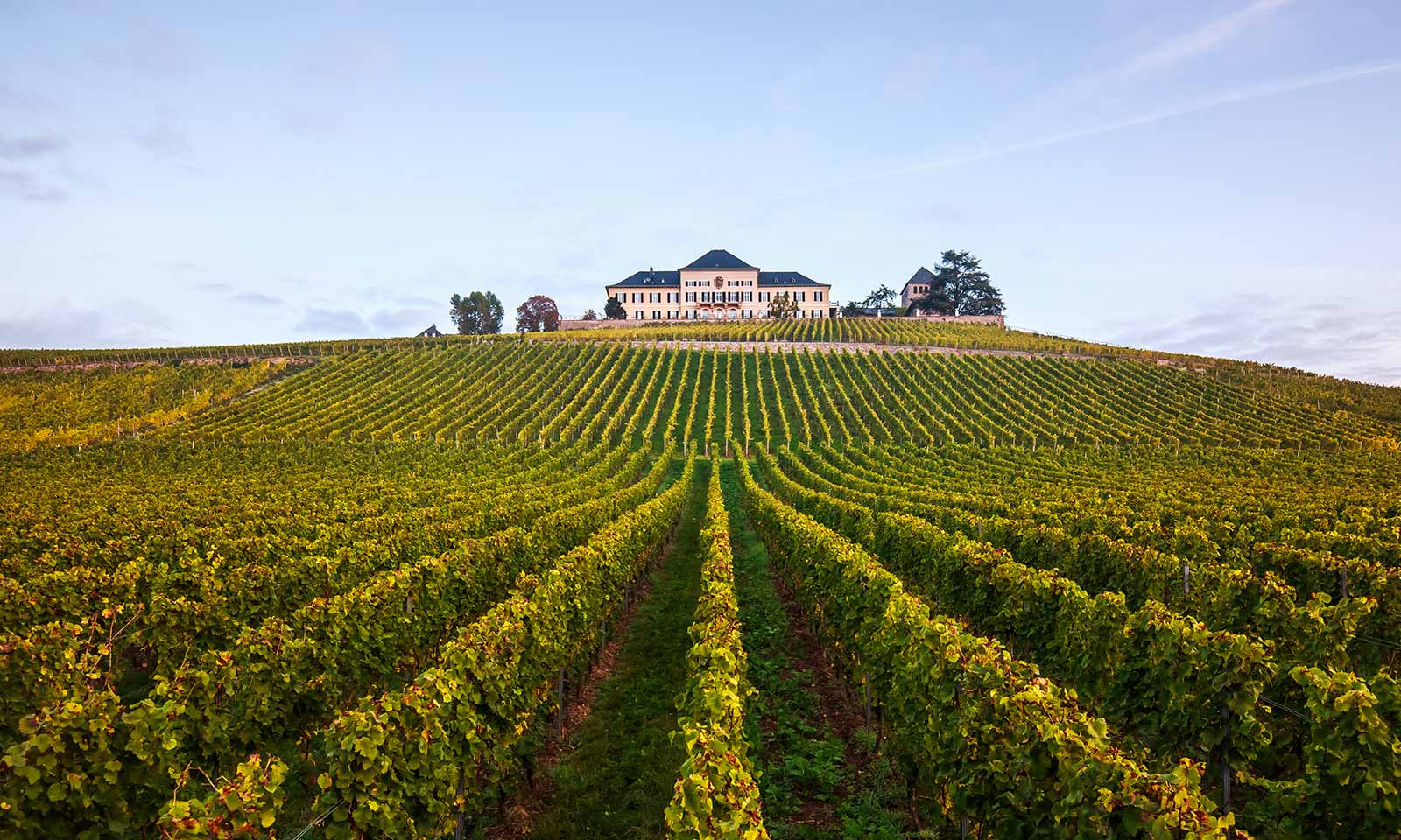 Vineyards